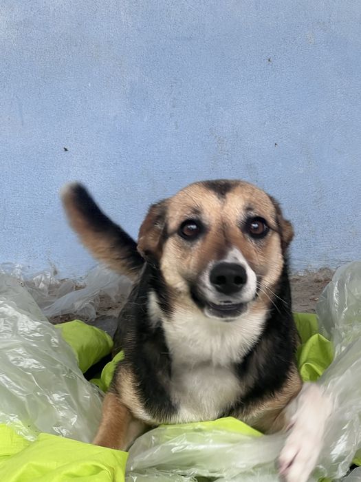 Cadela Doação urgente