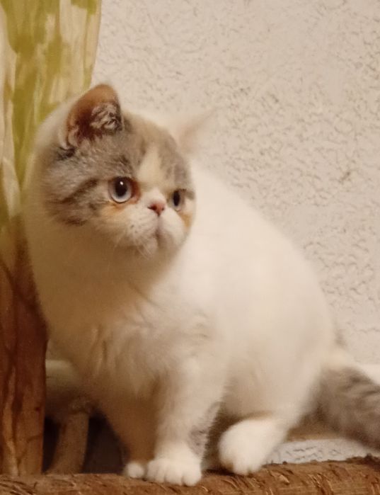 кошеня  екзот короткошерстий 6.5 місяців