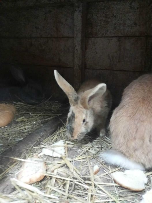 króliki samce samice