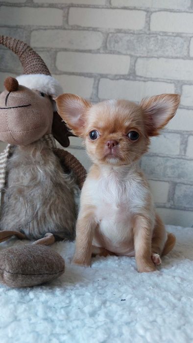 Довгошерста дівчинка Чихуахуа КСУ