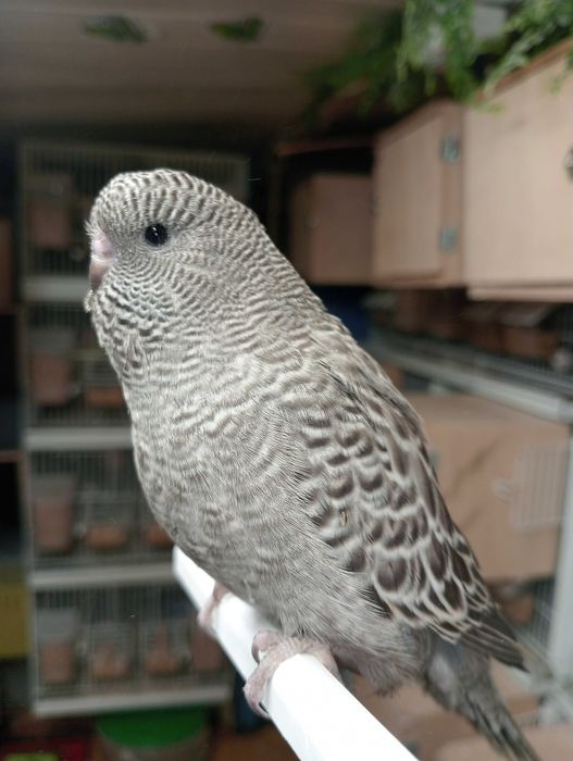 Piriquitos black faces