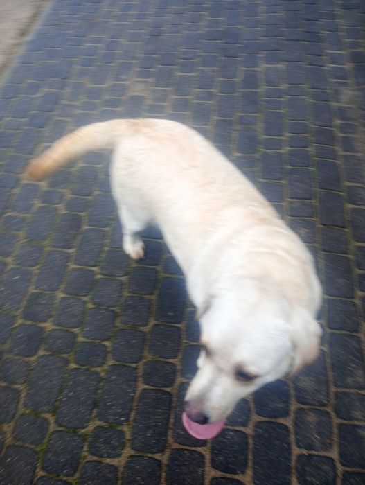 Labrador  z rodowodem