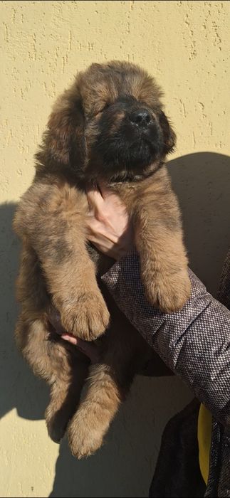 Тибетські мастифи Mastiff