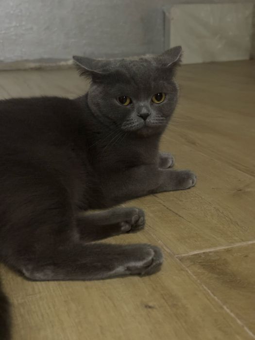 Британська прямоуха кішка для вʼязки