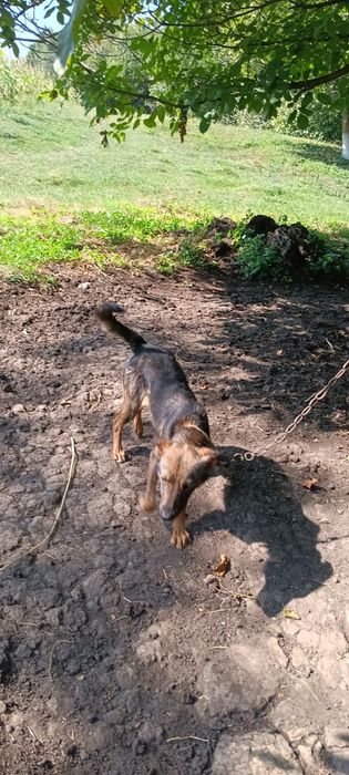 Продається Німецька вівчарка-метис