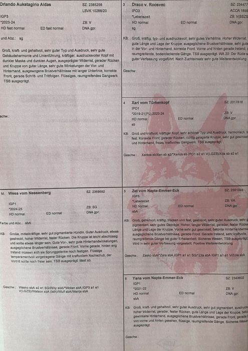 Шикарний  кобель