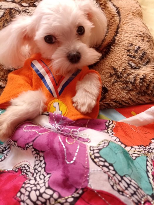 Болонка в пошуках сім'ї