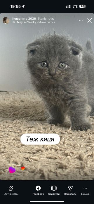 Кошенята шотландці