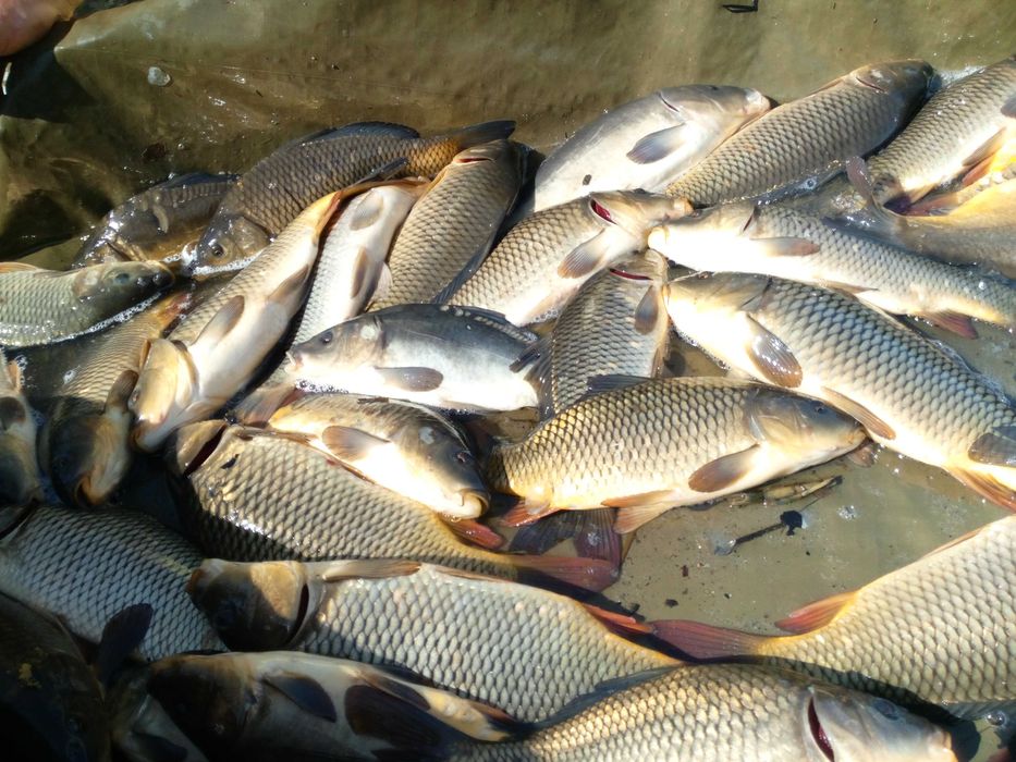 karp golec, pełnołuski i amur handlówka