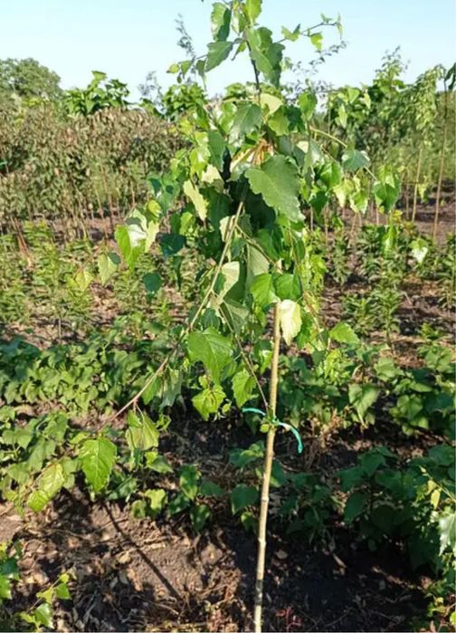 Продам саджанці берези дуба ліщини