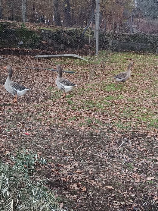 Vendo ou troco ganso macho