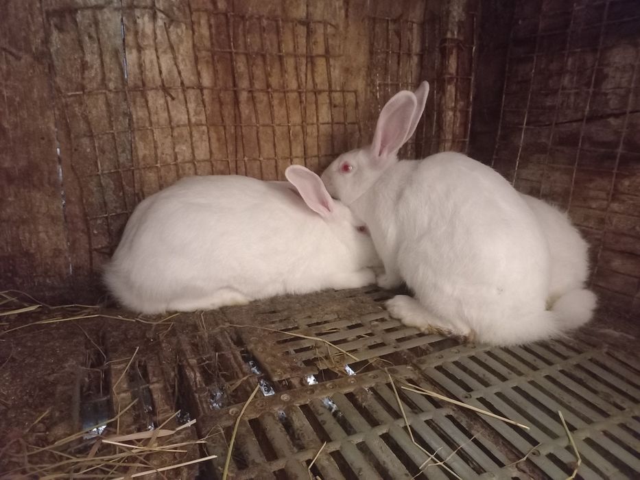 Самички,термонки,молоді!