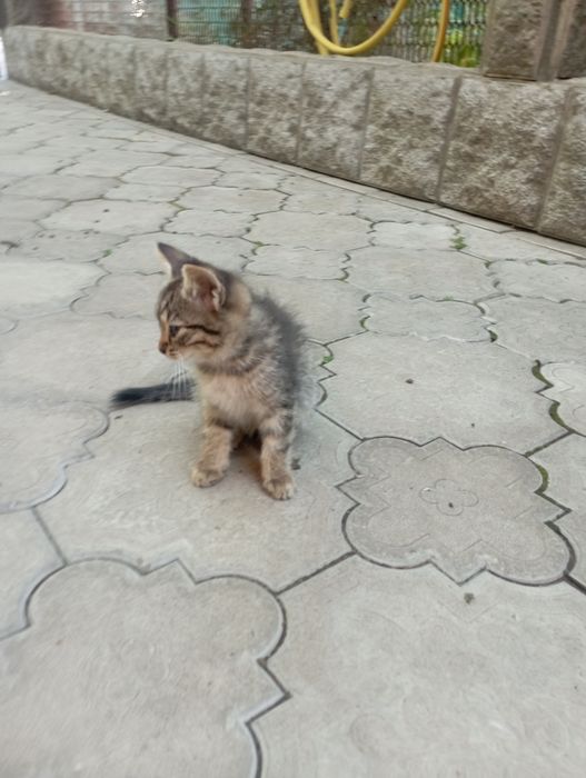 Отдам котят в добрые руки