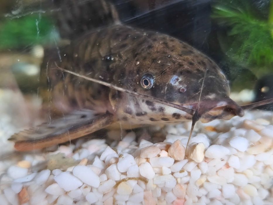 Kiryśnik czarnoplamy