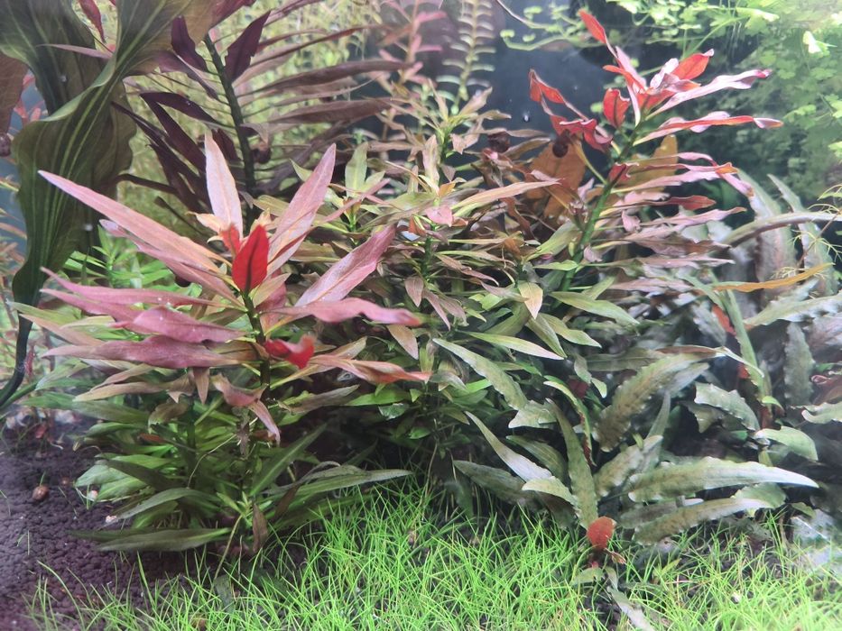 Vendo aquário plantado completo com filtro JBL 1502 sistema CO2 luminária week Aqua e móvel