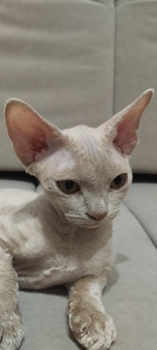 Кошеня  Девон Рекс (Devon Rex)