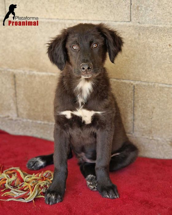FUGI - Cãozinho jovem para Adoção!