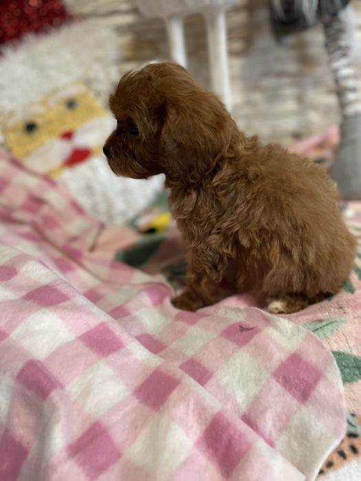samiec red cavapoo pudel cavalier