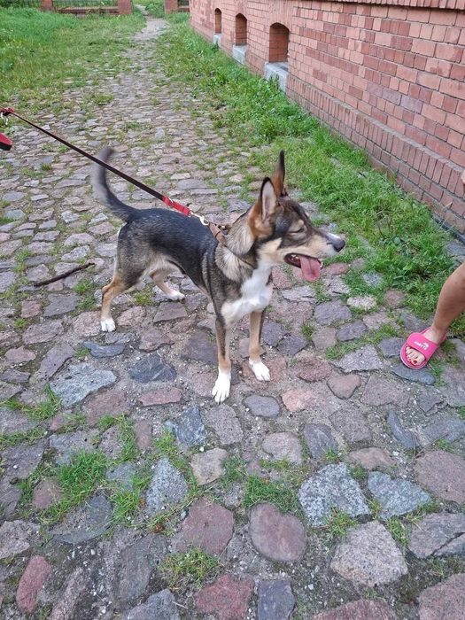 Fado 8 miesięcy do adopcji