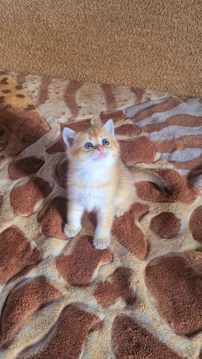 Шотландская золотая шиншилла