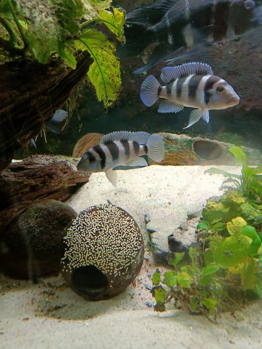 Neolamprologus tretocephalus tanganika