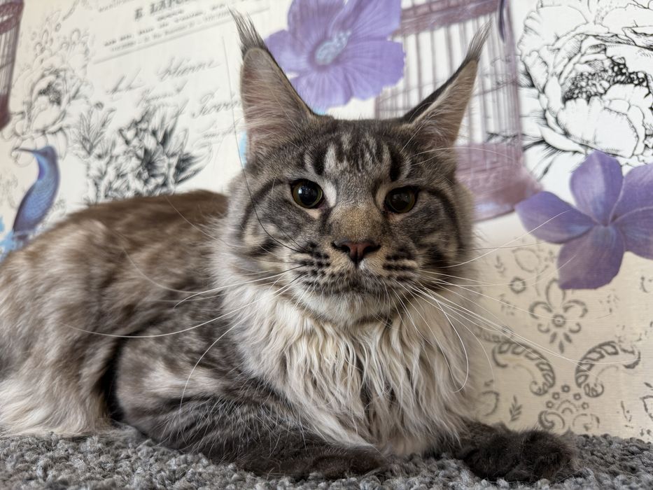 Хлопчик Мейн-кун