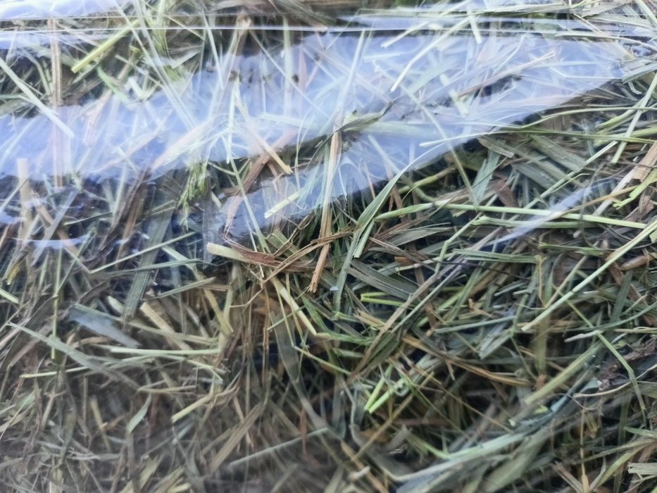 Sianko dla królika i  gryzoni