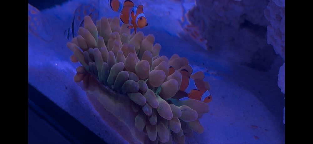 Ukwial Quadricolor rainbow