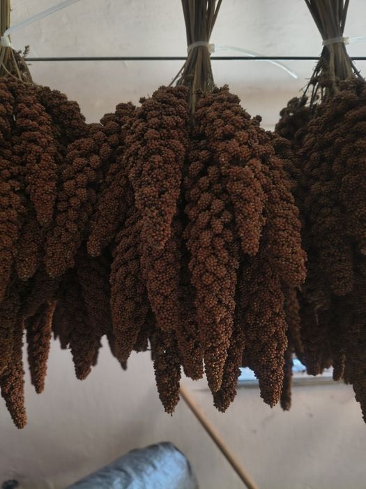 Sprzedam proso senegalskie 5 kg