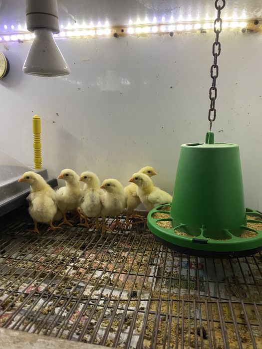 Indio Gigante (ovos/pintos e frangos)