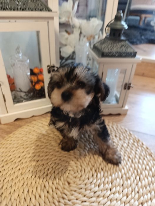York terrier mini