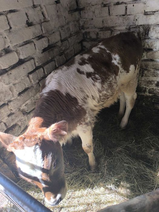 Продаєця теличка 2 місяці