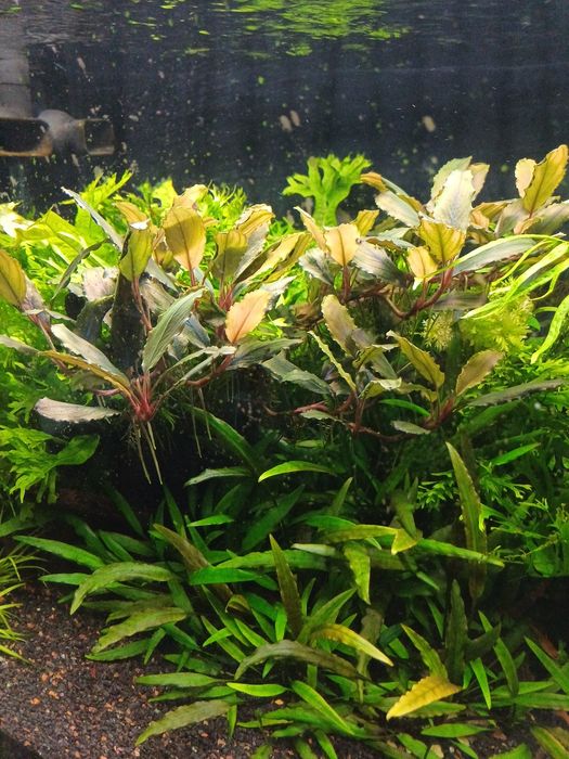 Bucephalandra red gaia