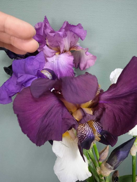 Високі крупні бородаті іриси петушки  клубні