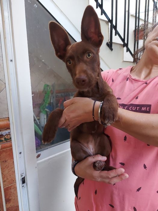 Uma família para o Eddie e para a Estrela