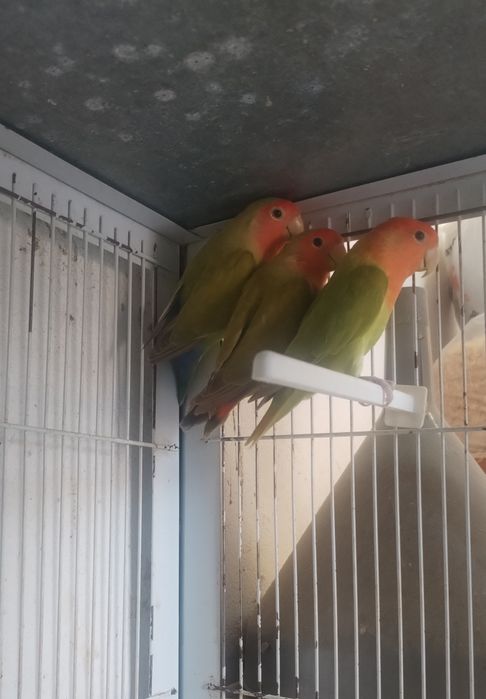 Aves Rosicolies V