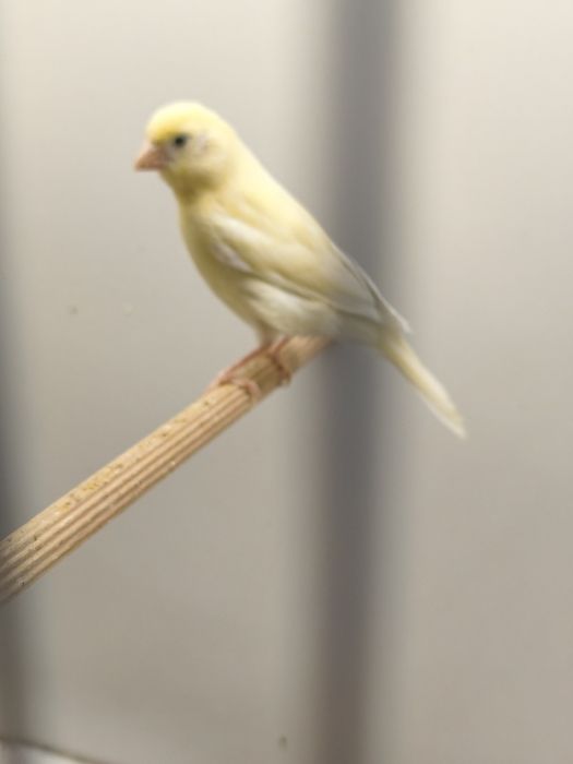 Kanarki samce, samice