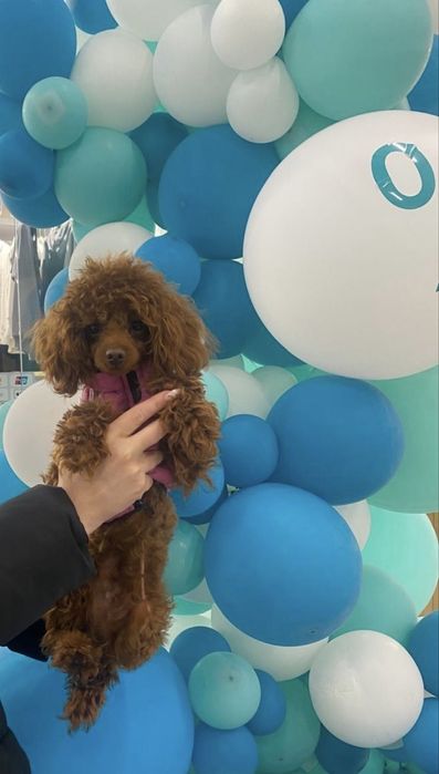 Той пудель хлопчик