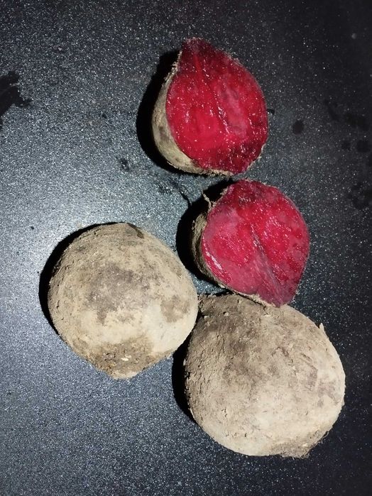 Burak czerwony buraczek ćwikłowy MONTY 2025