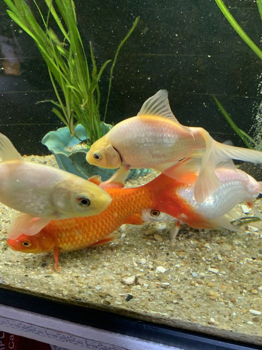 Peixes cometas veu agua fria
