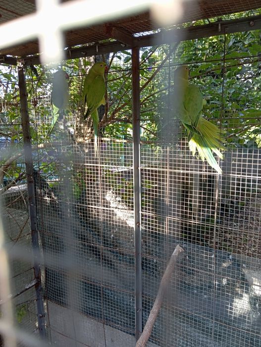 Ring neck verde fêmeas sexados