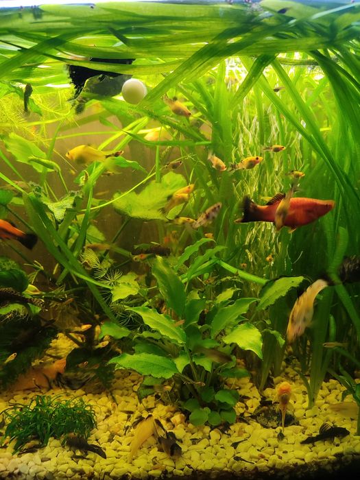 Molinezje żółte, żółto-czarne