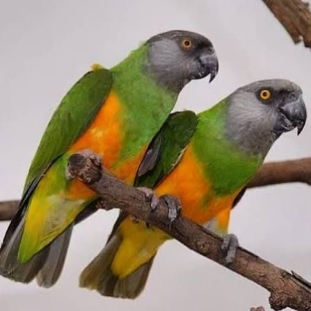 Casal De Papagaios do Senegal