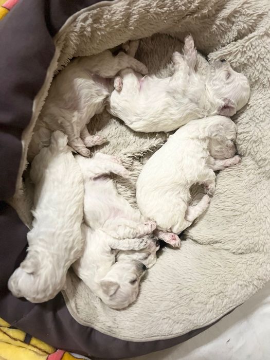 ЦУЦЕНЯТА Bichon frize/Бiшон Фрізе/