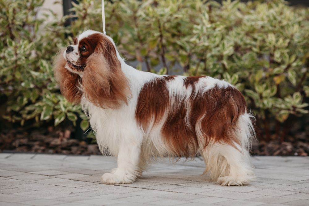 Кобель Кавалер Кінг Чарльз Спаніель для в'язки