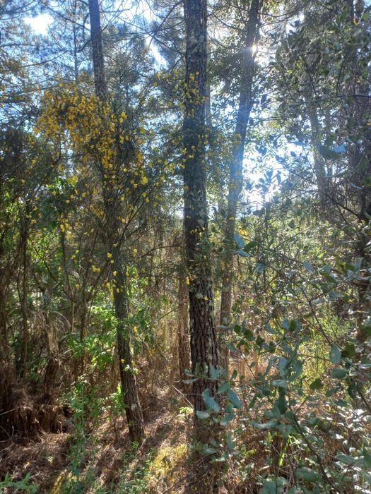 Vendo mata ou os pinheiros