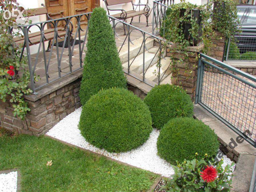 Bukszpan wieczniezielony doniczka P9 Producent Tanio Wysyłka Cały Kraj