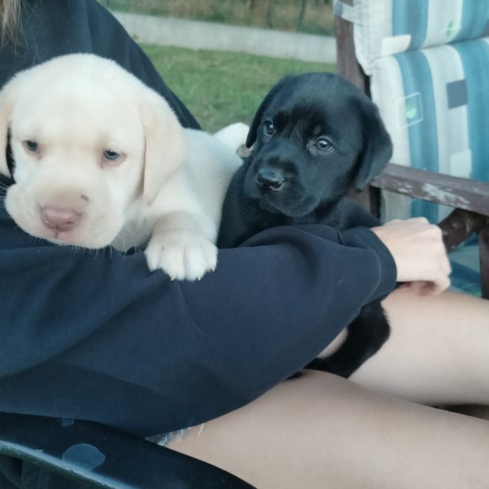 Labrador retriever szczeniaczki