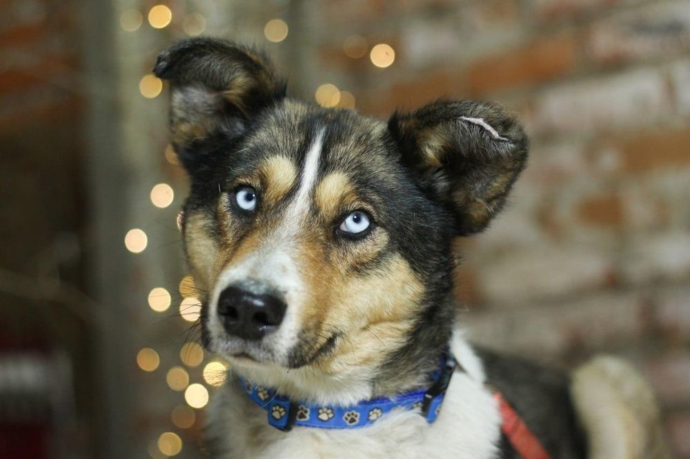 Młodziutki Vito do adopcji!