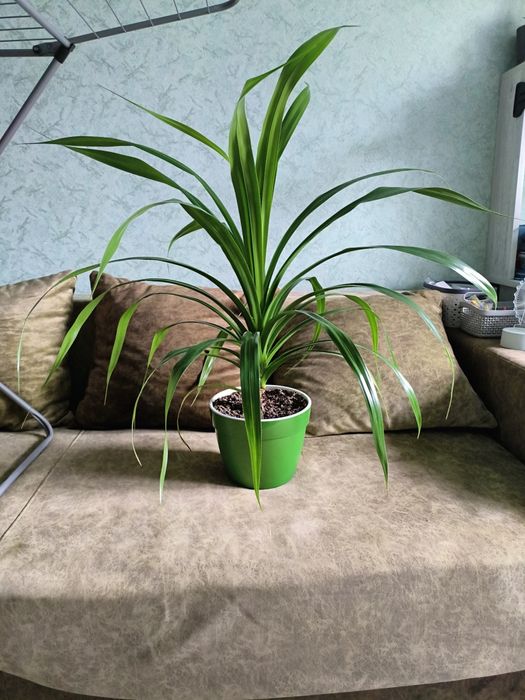 Пальма панданус винтовая